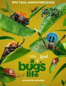 A Real Bug's Life