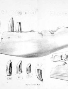 Orcinus meyeri