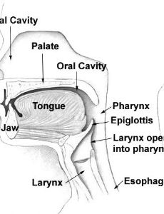 Nasal cavity
