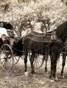 Horse and buggy