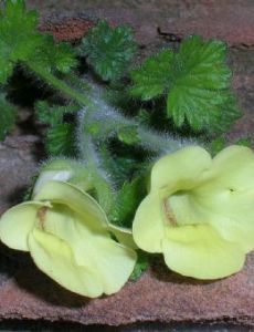Colpias