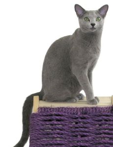 Russian Blue