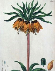 John Edwards (painter)
