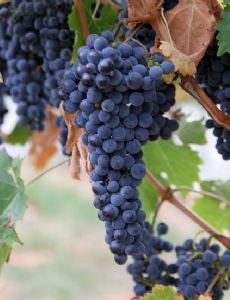 Winemaking