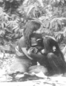 Lucy (chimpanzee)