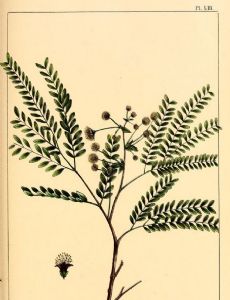 Lysiloma latisiliquum