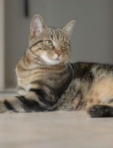European Shorthair