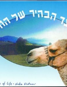 Shuka Glotman