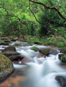 Tai Po Kau Nature Reserve