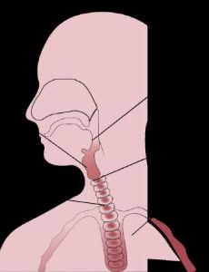 Throat
