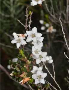 Epacris franklinii