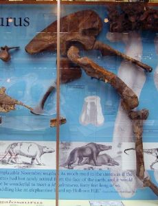 Megalosaurus