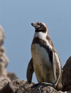 Humboldt penguin