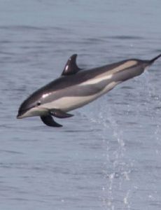 Atlantic white-sided dolphin