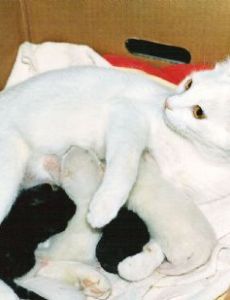 Lactation