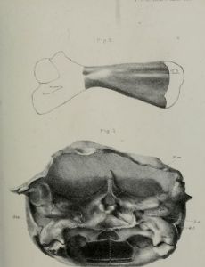 Glossochelys
