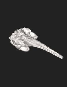 Dilophodelphis