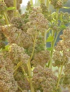 Quinoa