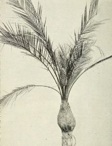 Macrozamia platyrhachis