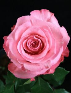 Conquista rose