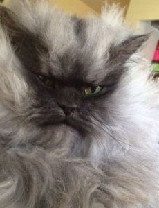 Colonel Meow