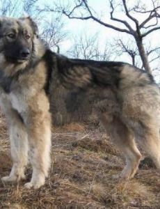 Carpathian Shepherd Dog