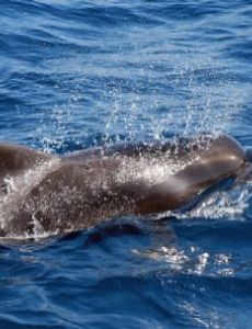 Short-finned pilot whale