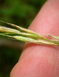 Bromus ciliatus