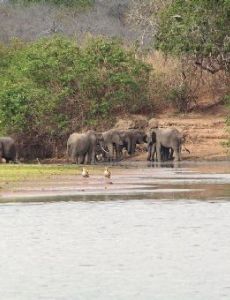 Selous Game Reserve