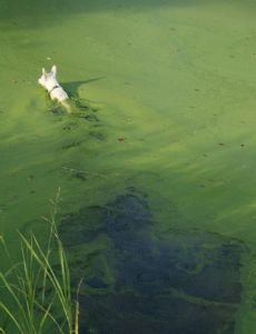 Harmful algal bloom