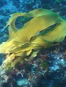 Marine life of the Strait of Messina