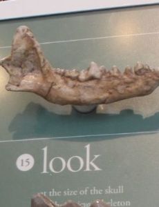 Microtomarctus