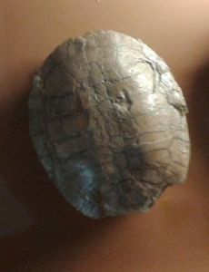 Cearachelys
