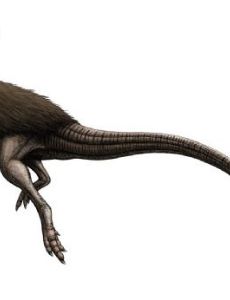 Morrosaurus
