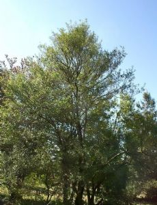 Ilex myrtifolia