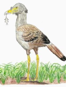 Bathornis