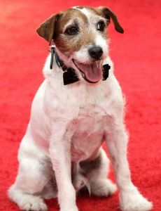 Uggie