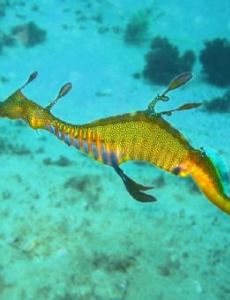 Common seadragon