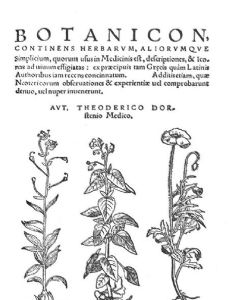 Theodor Dorsten