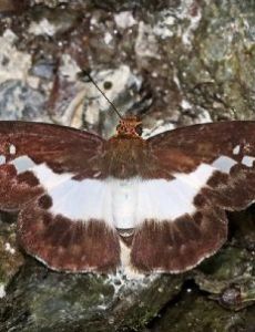Gerosis sinica