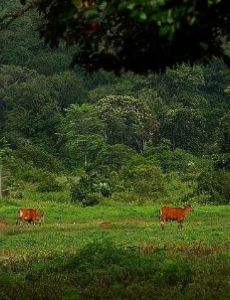 Alas Purwo National Park