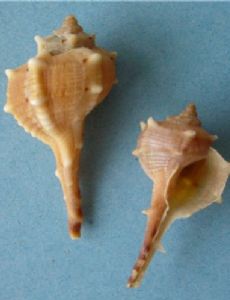 Bolinus brandaris
