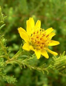 Deinandra minthornii