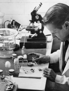 Willy Burgdorfer