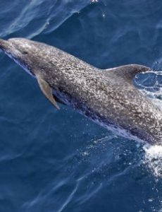 Atlantic spotted dolphin