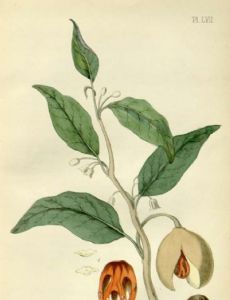 Edward Hamilton (homeopath)