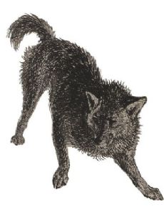 Fuegian dog
