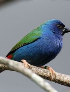 Tricolored parrotfinch