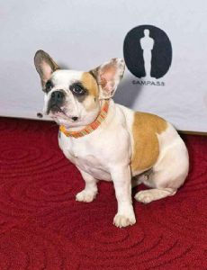 Brigitte the Dog