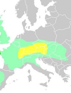 Celts